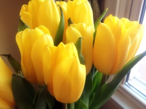 tulips(8)